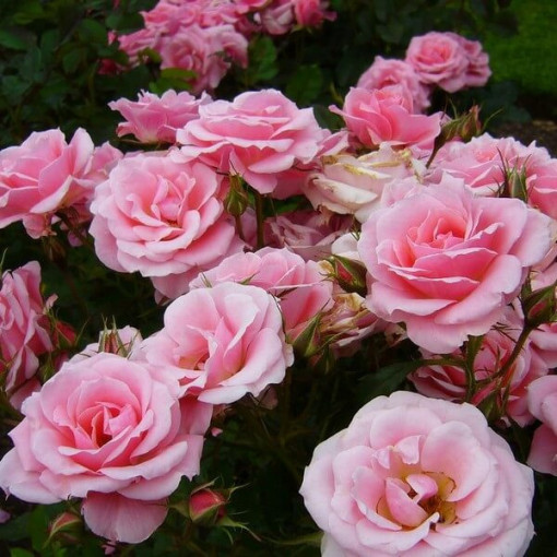 Strauchrose 'Tanal' Topf, 2l