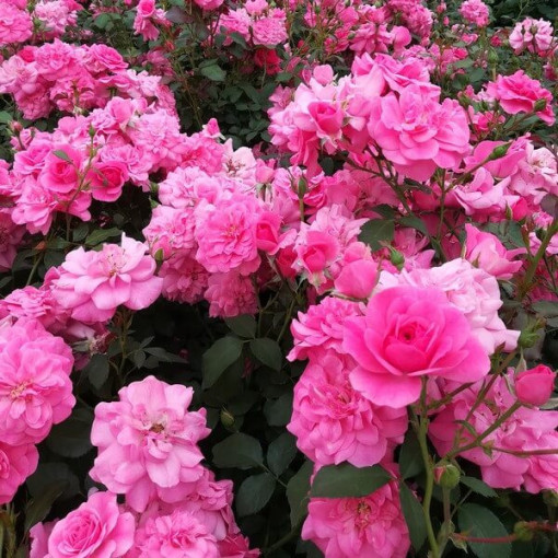 Strauchrose 'Tanal' Topf, 2l