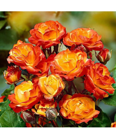 Strauchrose 'Rumba' Topf, 2l