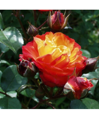 Strauchrose 'Rumba' Topf, 4l