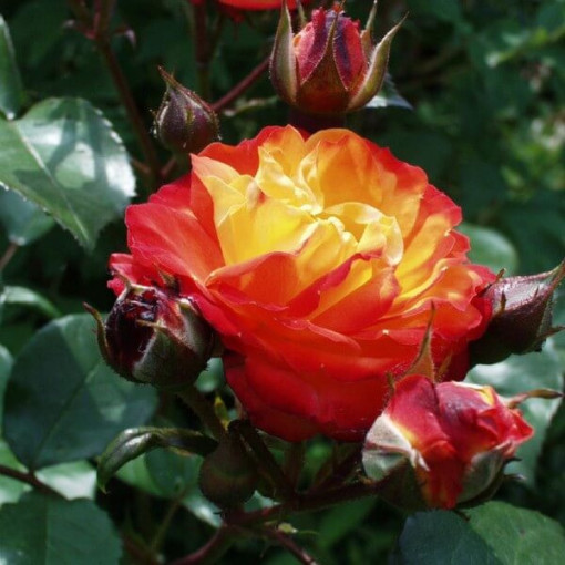 Strauchrose 'Rumba' Topf, 4l