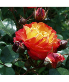 Strauchrose 'Rumba' Topf, 4l