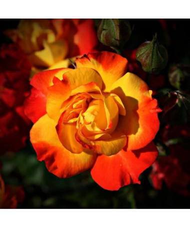 Strauchrose 'Rumba' Topf, 4l