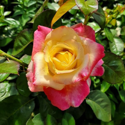 Strauchrose 'Rumba' Topf, 4l