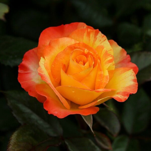 Strauchrose 'Orange Sensation' Topf, 2L