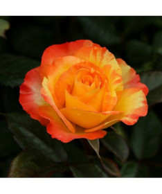 Strauchrose 'Orange Sensation' Topf, 2L