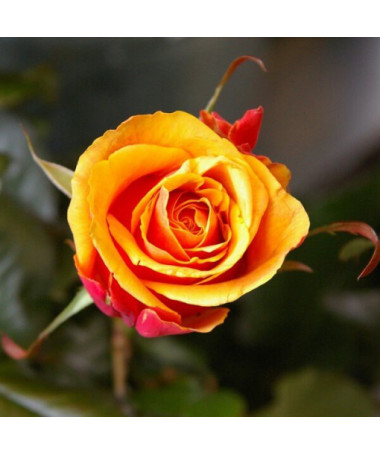 Strauchrose 'Orange Sensation' Topf, 2L