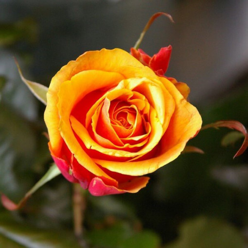 Strauchrose 'Orange Sensation' Topf, 2L