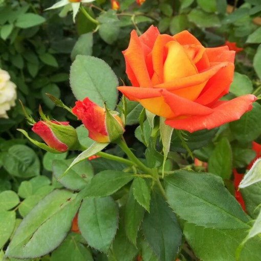 Strauchrose 'Orange Sensation' Topf, 2L