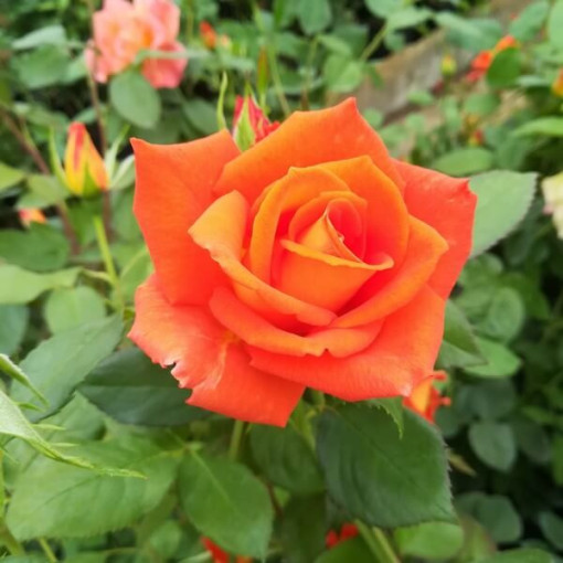 Strauchrose 'Orange Sensation' Topf, 2L