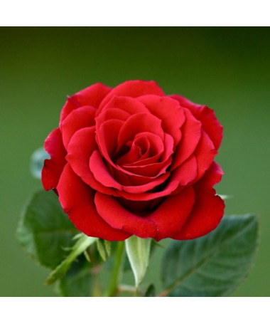 Strauchrose 'Nina Weibull' Topf, 2L