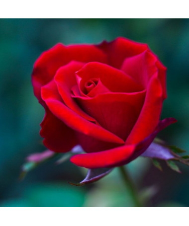 Strauchrose 'Nina Weibull' Topf, 2L