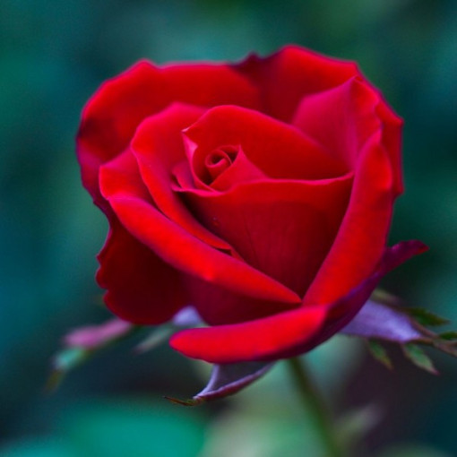 Strauchrose 'Nina Weibull' Topf, 2L