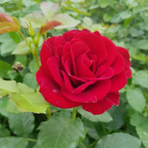 Strauchrose 'Nina Weibull' Topf, 2L