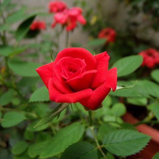 Strauchrose 'Nina Weibull' Topf, 2L