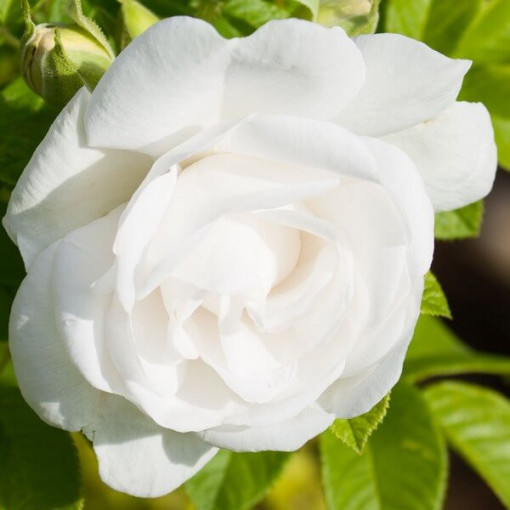 Strauchrose 'Kristall' Topf, 2l