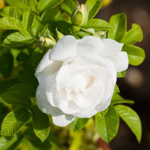 Strauchrose 'Kristall' Topf, 2l