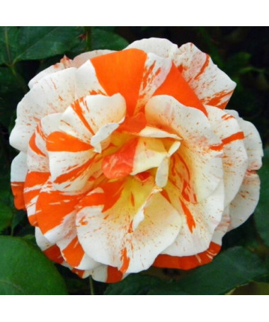 Bodendeckerrose 'Hanky Panky', 2l Topf