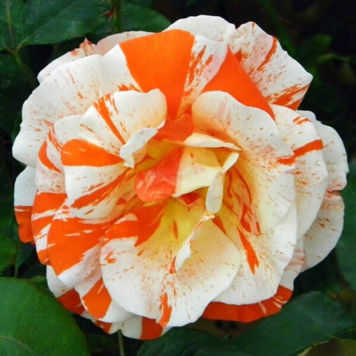 Bodendeckerrose 'Hanky Panky', 2l Topf