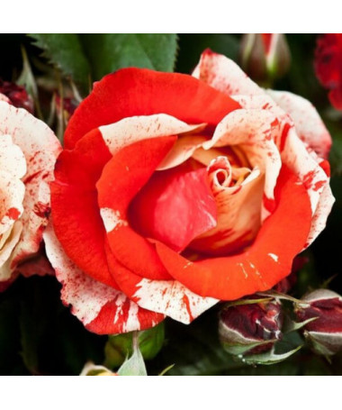 Bodendeckerrose 'Hanky Panky', 2l Topf