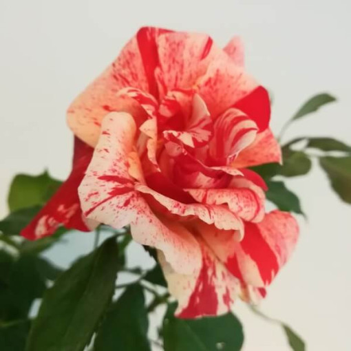 Bodendeckerrose 'Hanky Panky', 2l Topf