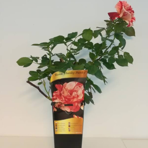 Bodendeckerrose 'Hanky Panky', 4l Topf