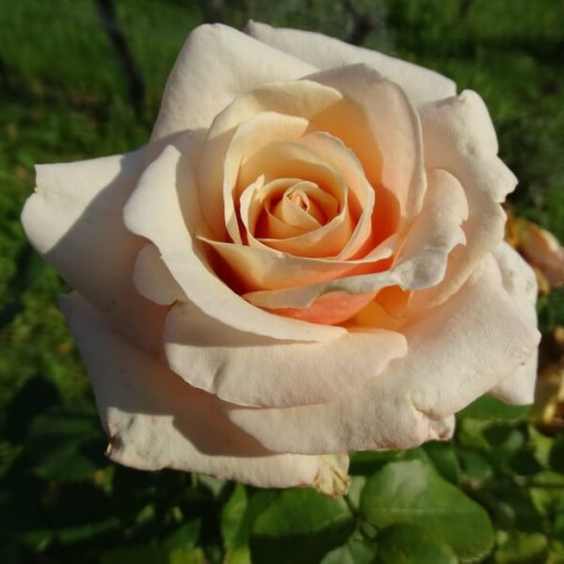 Bodendeckerrose 'Apricot Nectar', 4l Topf