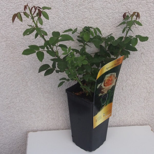 Bodendeckerrose 'Apricot Nectar', 4l Topf