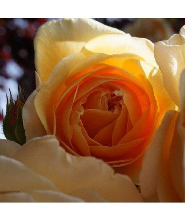 Bodendeckerrose 'Apricot Nectar', 2l Topf
