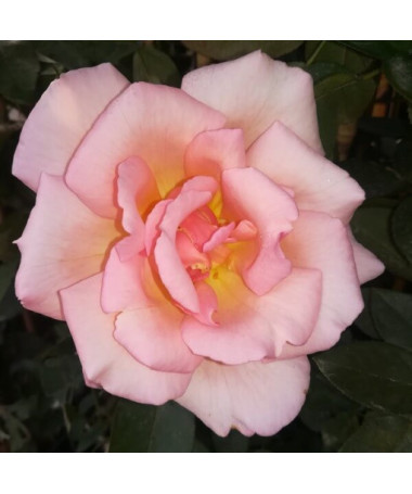 Kletterrose 'Sweet Velvet' Topf, 2l