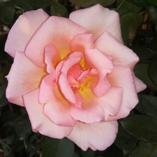 Kletterrose 'Sweet Velvet' Topf, 2l