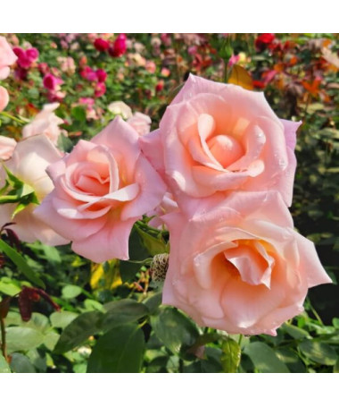 Kletterrose 'Sweet Velvet' Topf, 2l