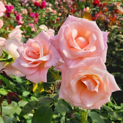 Kletterrose 'Sweet Velvet' Topf, 2l