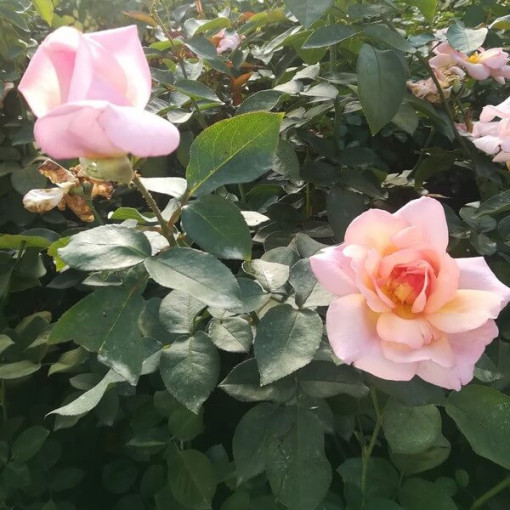 Kletterrose 'Sweet Velvet' Topf, 2l
