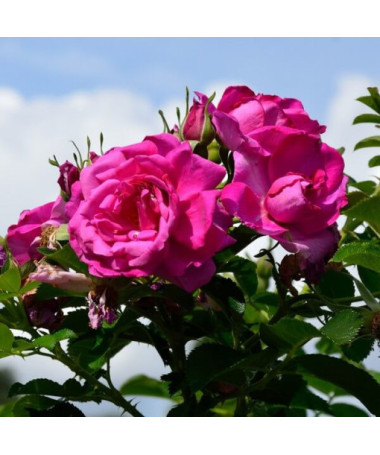 Kletterrose 'Pink Cloud' Topf, 2l