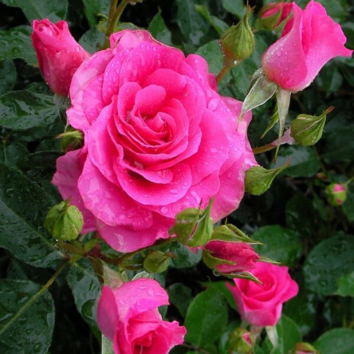 Kletterrose 'Pink Cloud' Topf, 2l