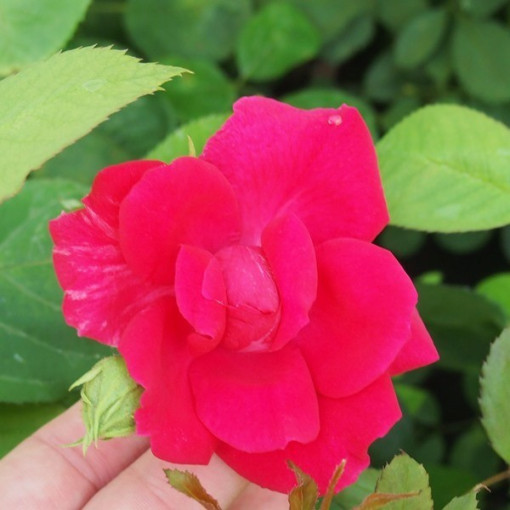 Kletterrose 'Paul's Scarlet Climber' Topf, 2l