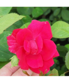 Kletterrose 'Paul's Scarlet Climber' Topf, 2l