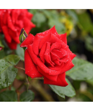 Kletterrose 'Paul's Scarlet Climber' Topf, 2l