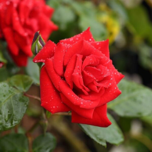 Kletterrose 'Paul's Scarlet Climber' Topf, 2l