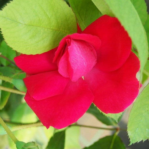 Kletterrose 'Paul's Scarlet Climber' Topf, 2l
