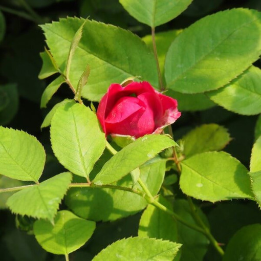 Kletterrose 'Paul's Scarlet Climber' Topf, 2l