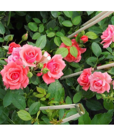 Kletterrose 'Paul Noel' Topf, 2l