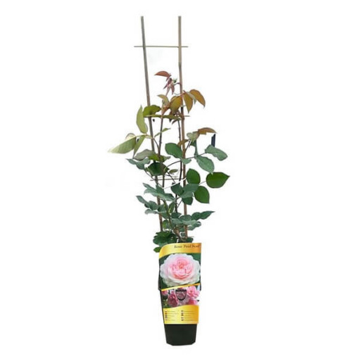 Kletterrose 'Paul Noel' Topf, 2l