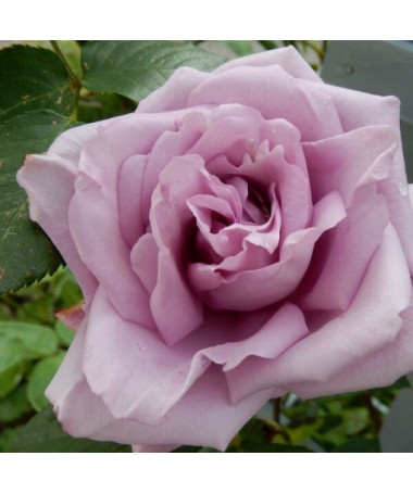 Kletterrose 'Indigoletta' Topf, 2l