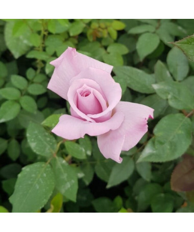 Kletterrose 'Indigoletta' Topf, 2l