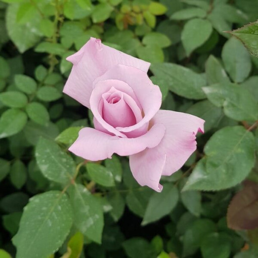 Kletterrose 'Indigoletta' Topf, 2l