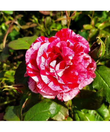 Kletterrose 'Ferdinand Pichard' Topf, 2l
