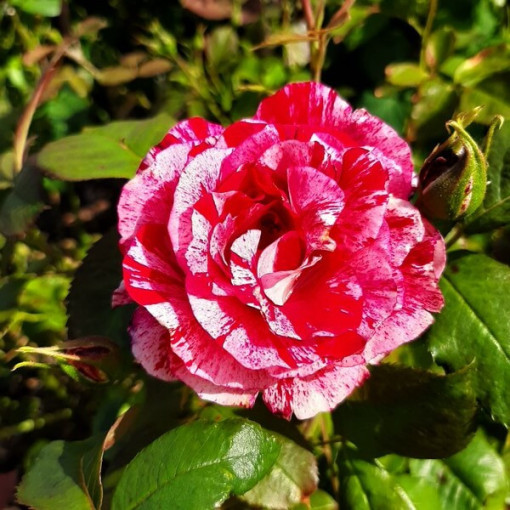Kletterrose 'Ferdinand Pichard' Topf, 2l