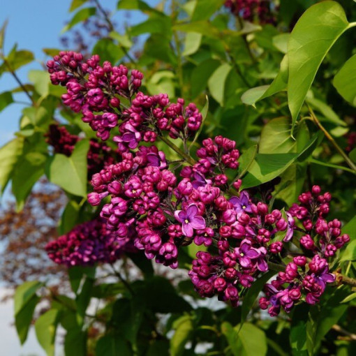 Set mit 4 Stk. - Flieder in Topf P9/C1